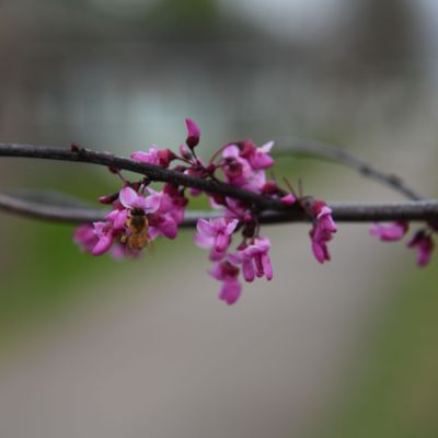  Flame Thrower® Redbud